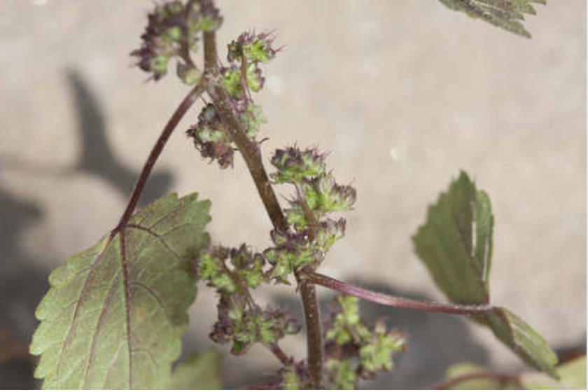 Weed with purple and green flowers